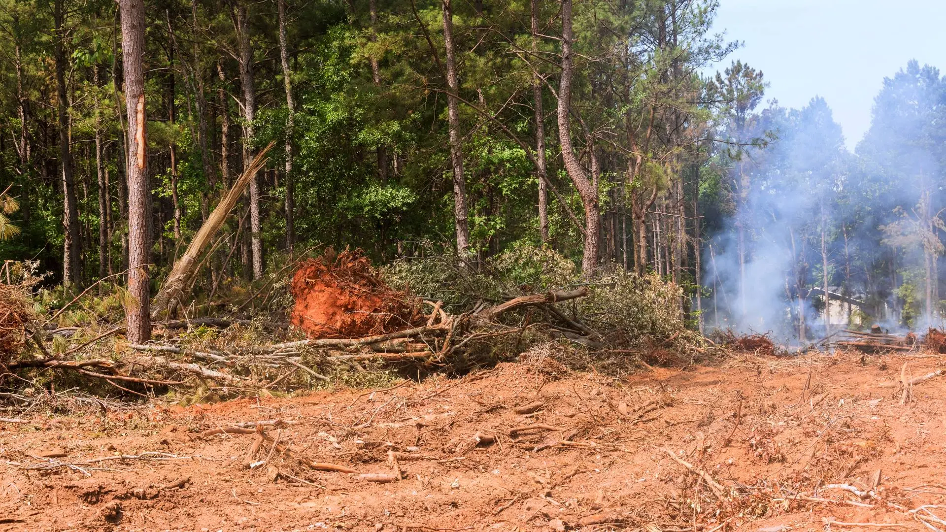 Lot and land clearing service in Aurora, IL