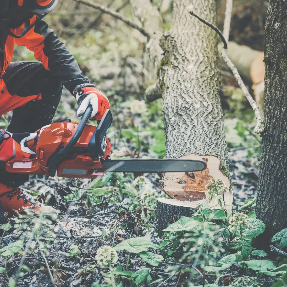 Martinez Tree Services crew member performing safe tree cutting