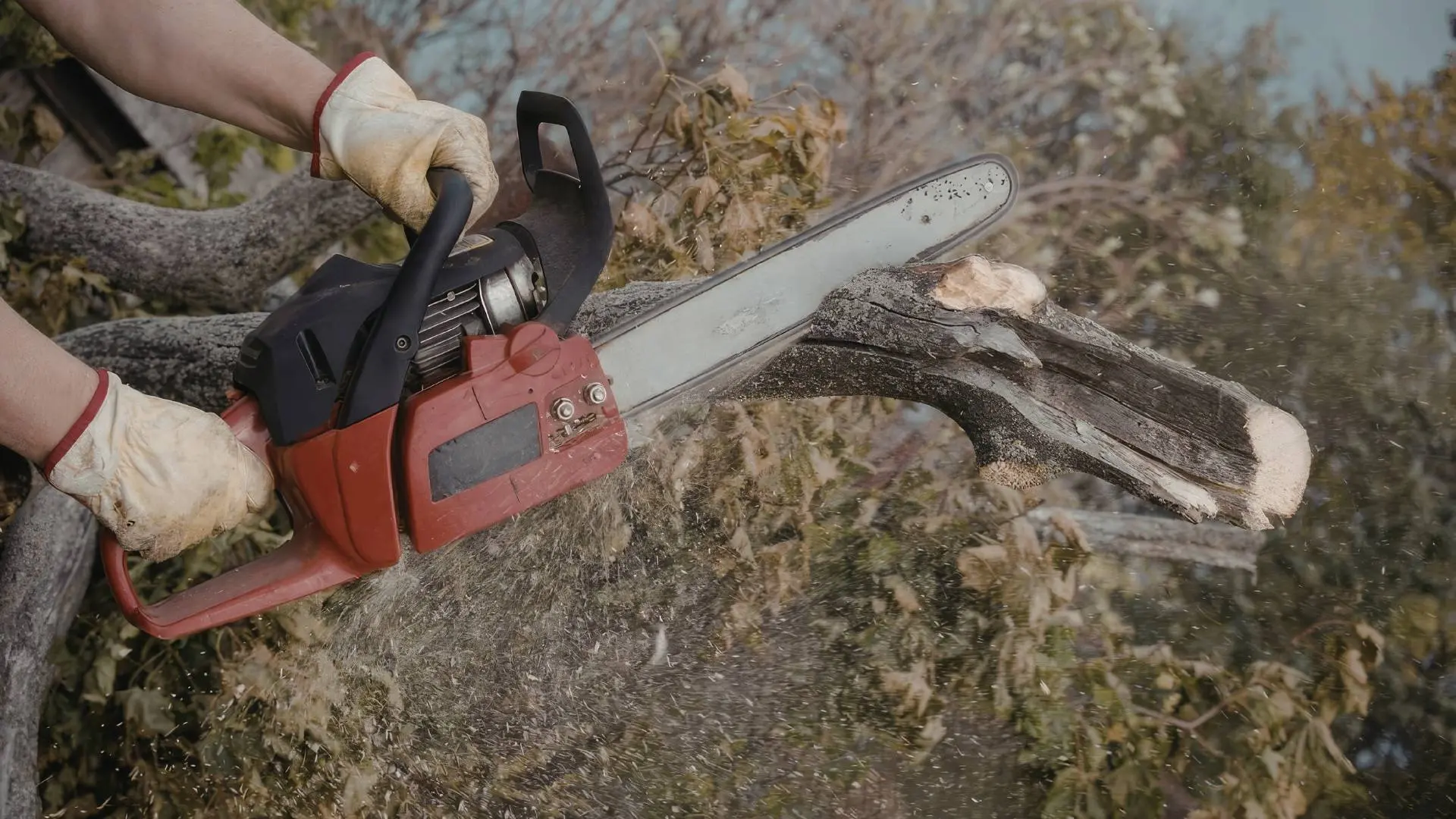 Professional tree trimming service in Aurora, IL